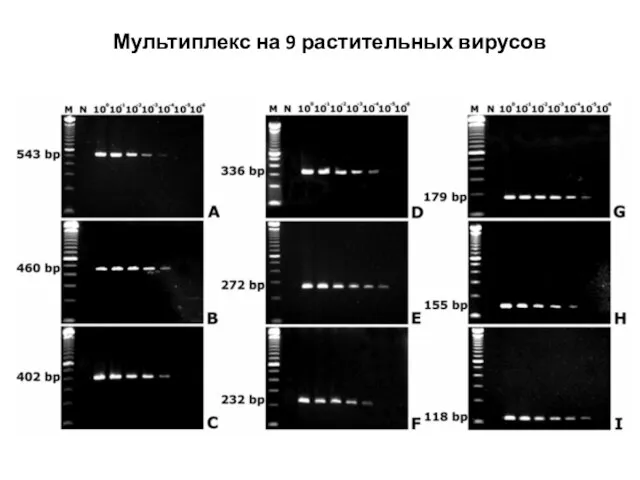 Мультиплекс на 9 растительных вирусов