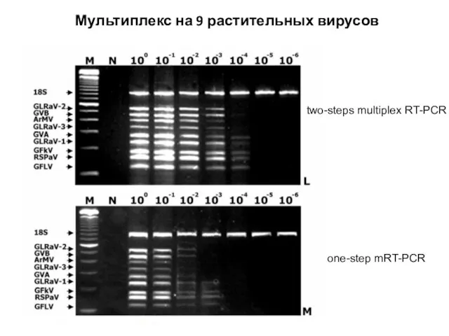 two-steps multiplex RT-PCR one-step mRT-PCR Мультиплекс на 9 растительных вирусов