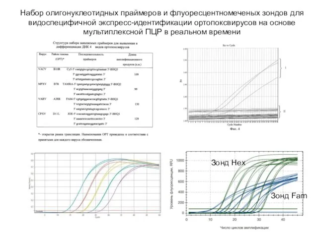 Набор олигонуклеотидных праймеров и флуоресцентномеченых зондов для видоспецифичной экспресс-идентификации ортопоксвирусов на