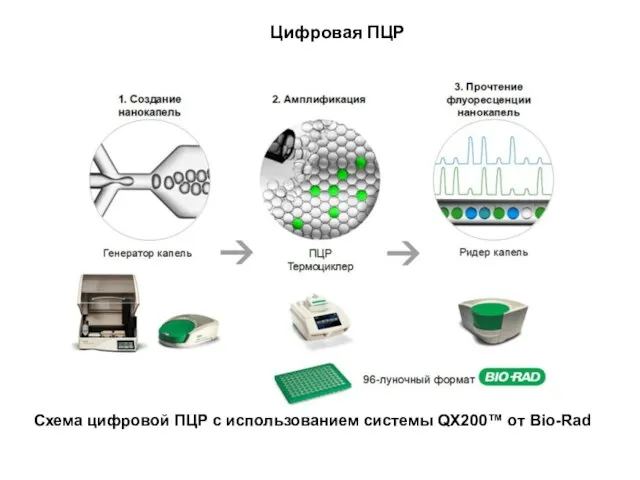 Схема цифровой ПЦР с использованием системы QX200™ от Bio-Rad Цифровая ПЦР