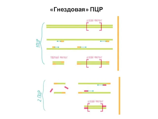 «Гнездовая» ПЦР