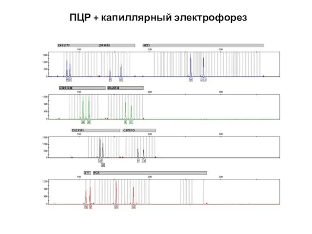 ПЦР + капиллярный электрофорез