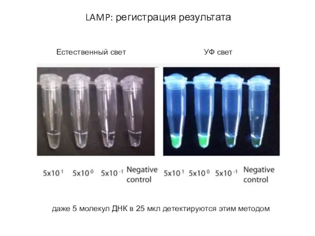 LAMP: регистрация результата Естественный свет УФ свет даже 5 молекул ДНК