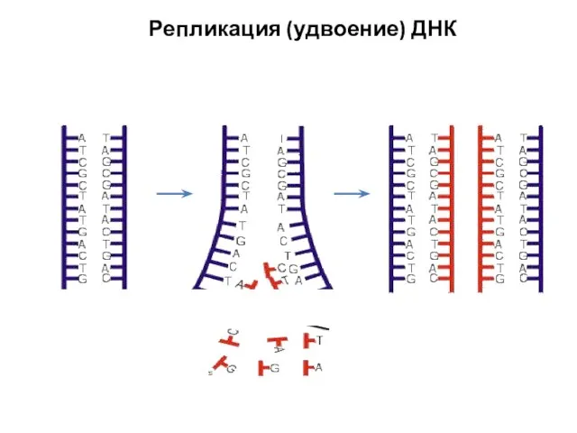 Репликация (удвоение) ДНК