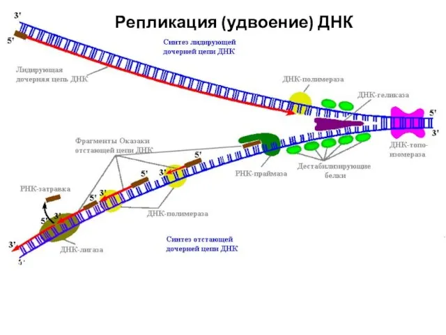 Репликация (удвоение) ДНК