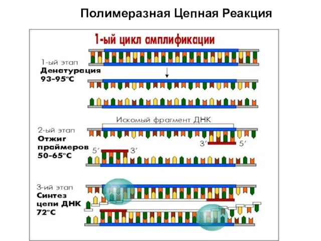 Полимеразная Цепная Реакция