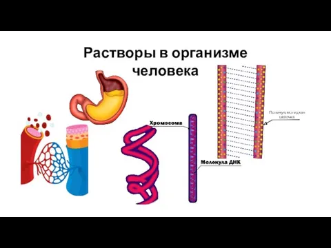 Растворы в организме человека