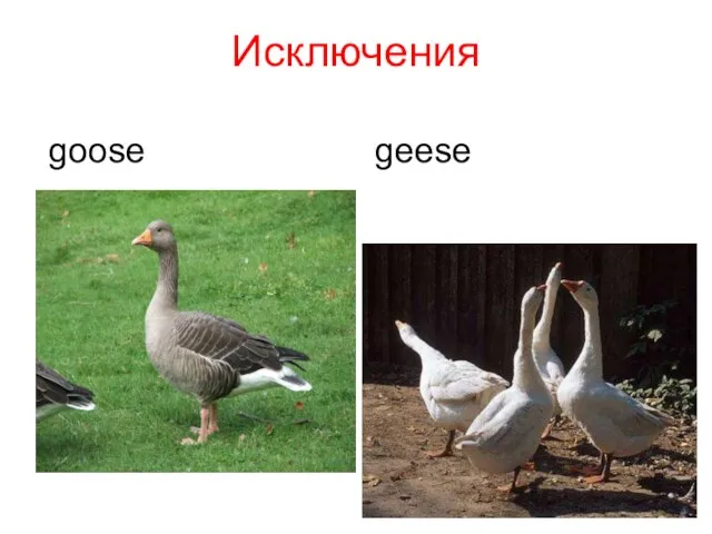 Исключения goose geese