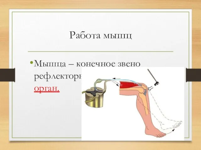 Работа мышц Мышца – конечное звено рефлекторной дуги – рабочий орган.