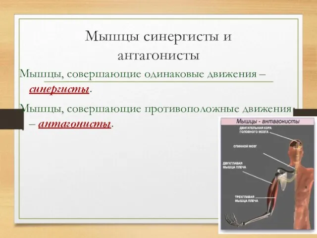 Мышцы синергисты и антагонисты Мышцы, совершающие одинаковые движения – синергисты. Мышцы, совершающие противоположные движения – антагонисты.