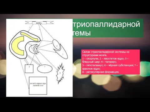 Нервные связи стриопаллидарной системы Связи стриопалидарной системы со структурами мозга. 1