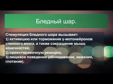 Бледный шар. Стимуляция бледного шара вызывает: 1) активацию или торможение γ-мотонейронов