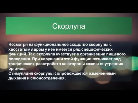 Скорлупа Несмотря на функциональное сходство скорлупы с хвостатым ядром у неё