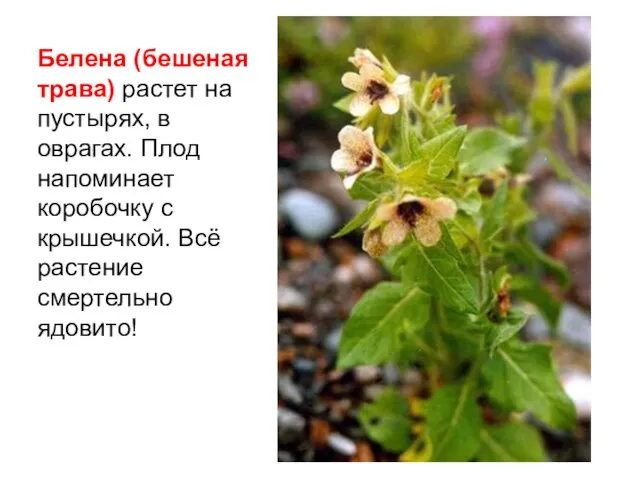 Белена (бешеная трава) растет на пустырях, в оврагах. Плод напоминает коробочку