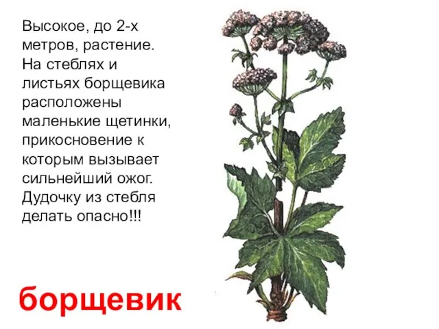 борщевик Высокое, до 2-х метров, растение. На стеблях и листьях борщевика