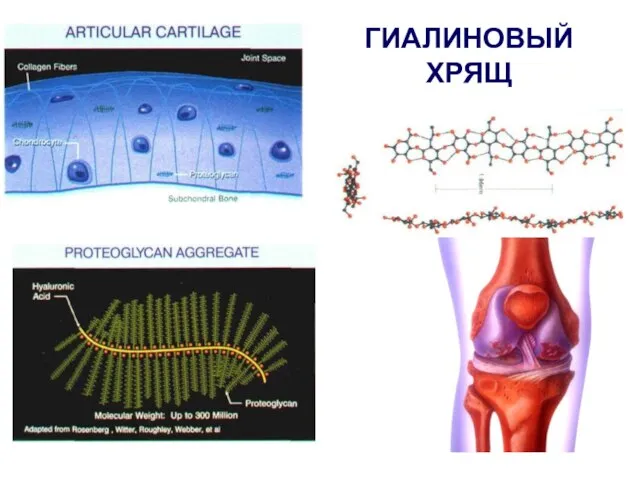 ГИАЛИНОВЫЙ ХРЯЩ