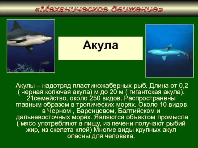 Акула Акулы – надотряд пластиножаберных рыб. Длина от 0,2 ( черная