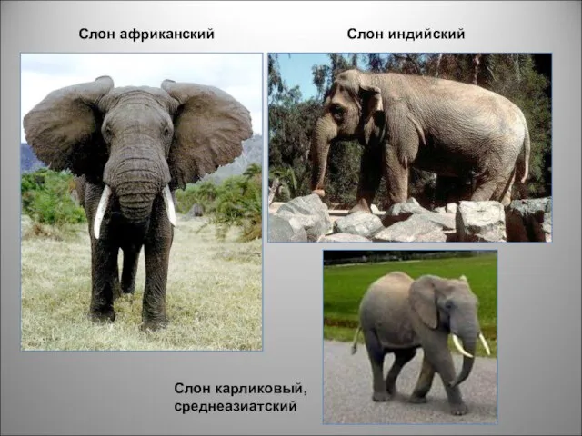 Слон африканский Слон индийский Слон карликовый, среднеазиатский