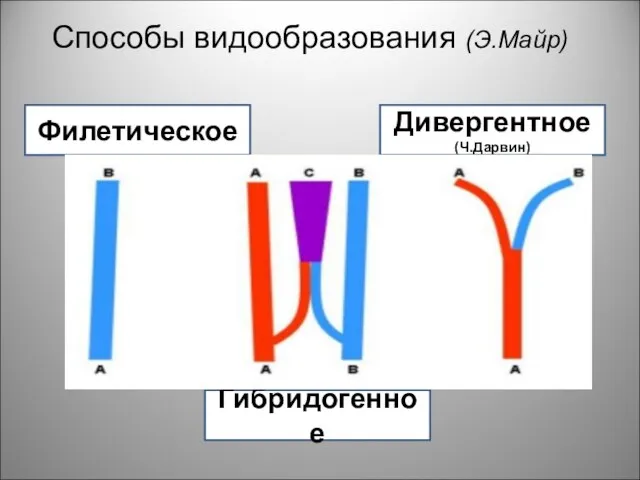 Способы видообразования (Э.Майр) Филетическое Гибридогенное Дивергентное (Ч.Дарвин)