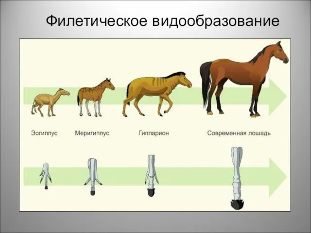 Филетическое видообразование