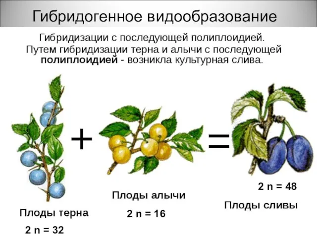 2 n = 48 2 n = 16 2 n = 32 Гибридогенное видообразование