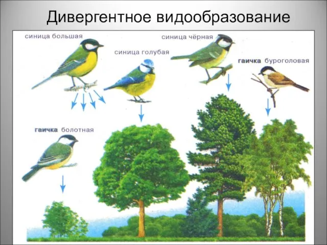 Дивергентное видообразование