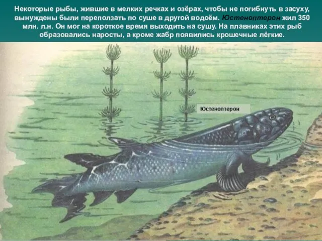 Некоторые рыбы, жившие в мелких речках и озёрах, чтобы не погибнуть