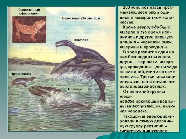 200 млн. лет назад прес- мыкающиеся расплоди- лись в невероятном коли-