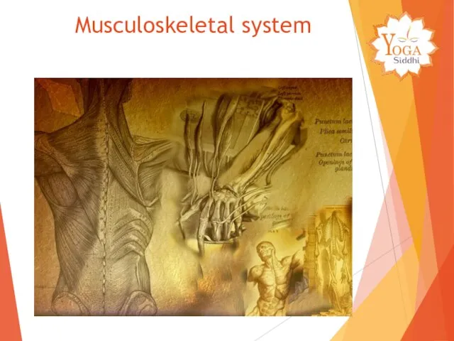 Musculoskeletal system