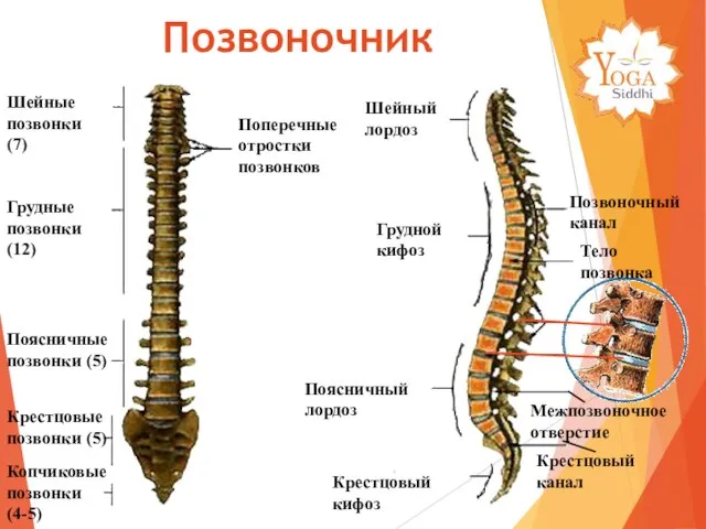 Шейные позвонки (7) Грудные позвонки (12) Поясничные позвонки (5) Крестцовые позвонки