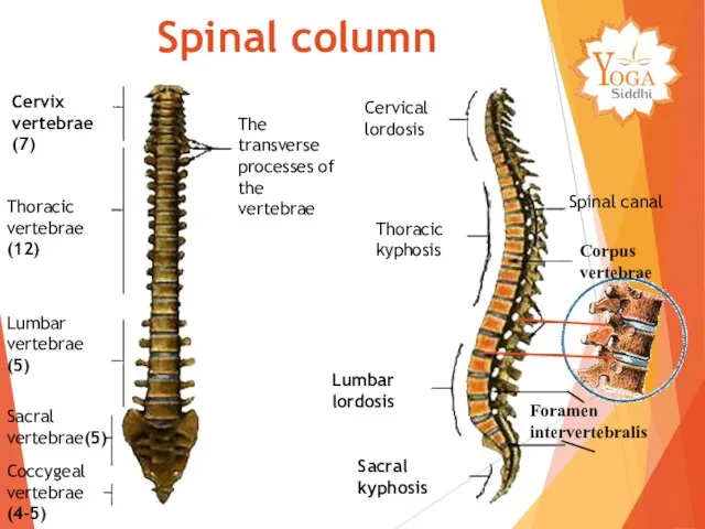 Cervix vertebrae (7) Thoracic vertebrae(12) Lumbar vertebrae (5) Sacral vertebrae(5) Coccygeal