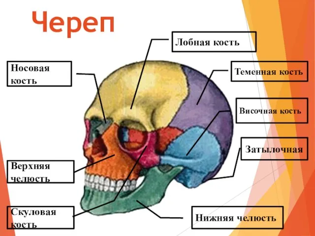 Лобная кость Череп Теменная кость Височная кость Нижняя челюсть Скуловая кость Верхняя челюсть Затылочная Носовая кость