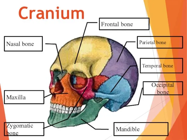 Frontal bone Cranium Parietal bone Temporal bone Mandible Zygomatic bone Maxilla Occipital bone Nasal bone
