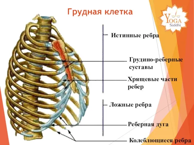 Истинные ребра Грудино-реберные суставы Хрящевые части ребер Ложные ребра Реберная дуга Колеблющиеся ребра Грудная клетка