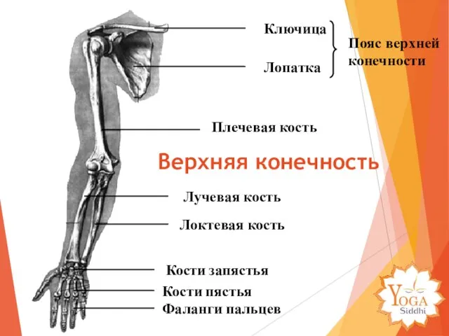 Ключица Лопатка Плечевая кость Локтевая кость Лучевая кость Кости запястья Фаланги