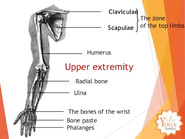 Claviculae Scapulae Humerus Ulna Radial bone The bones of the wrist