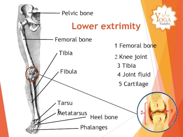 Pelvic bone Femoral bone Tibia Fibula Tarsus Metatarsus Phalanges 5 Cartilage