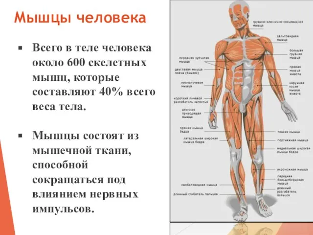 Мышцы человека Всего в теле человека около 600 скелетных мышц, которые