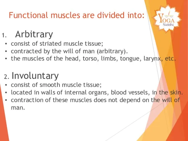 Functional muscles are divided into: Arbitrary consist of striated muscle tissue;