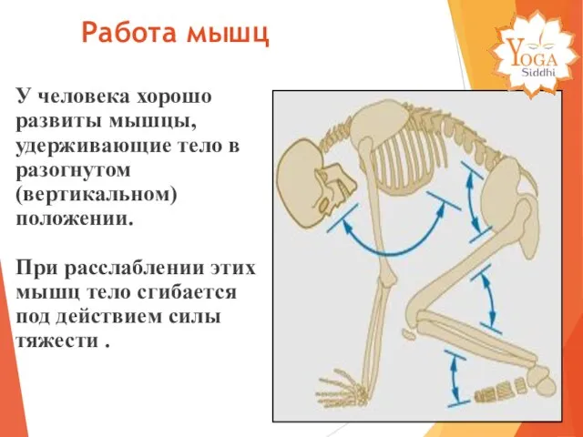 У человека хорошо развиты мышцы, удерживающие тело в разогнутом (вертикальном) положении.