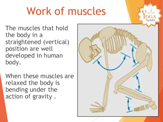 The muscles that hold the body in a straightened (vertical) position