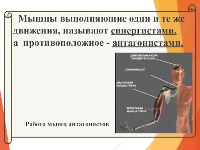 Мышцы выполняющие одни и те же движения, называют синергистами, а противоположное - антагонистами. Работа мышц антагонистов