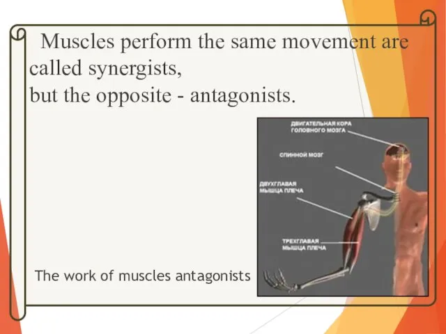 Muscles perform the same movement are called synergists, but the opposite