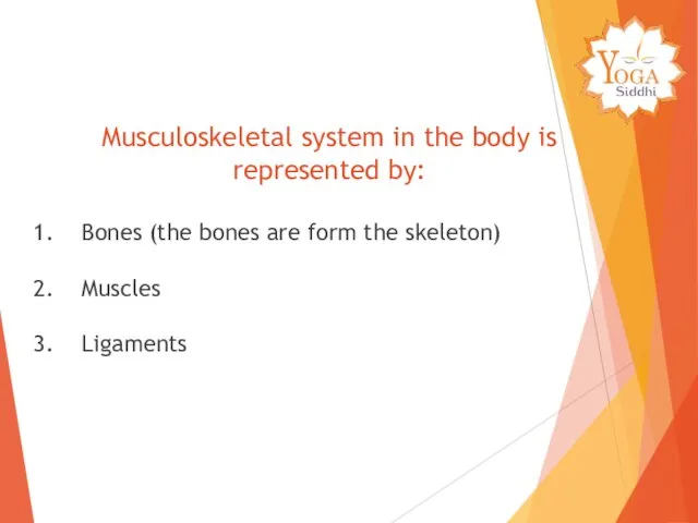 Musculoskeletal system in the body is represented by: Bones (the bones
