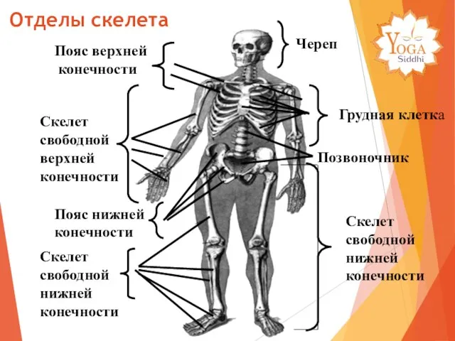 Пояс верхней конечности Скелет свободной верхней конечности Череп Грудная клетка Позвоночник