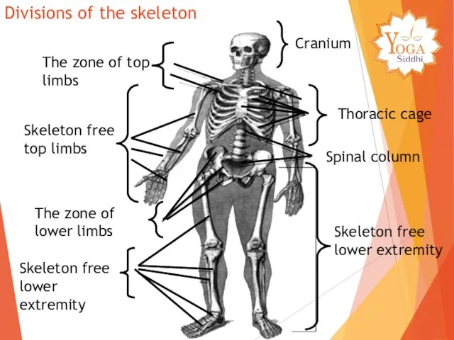 The zone of top limbs Skeleton free top limbs Cranium Thoracic