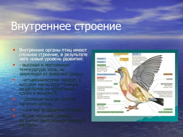 Внутреннее строение Внутренние органы птиц имеют сложное строение, в результате чего