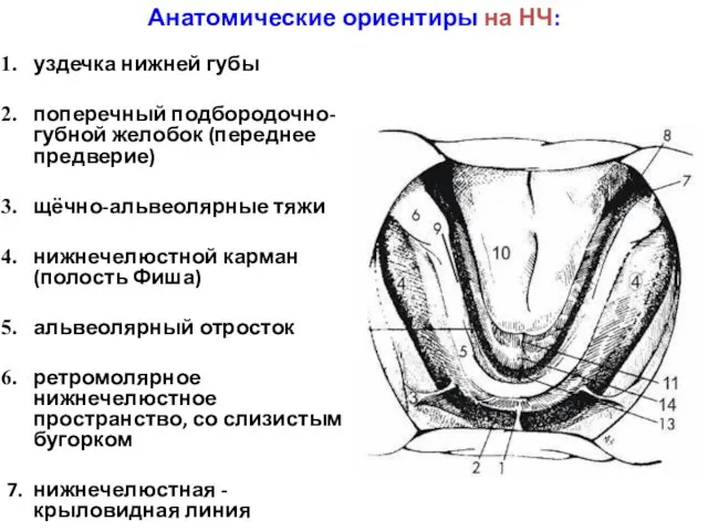 Анатомические ориентиры на НЧ: уздечка нижней губы поперечный подбородочно-губной желобок (переднее