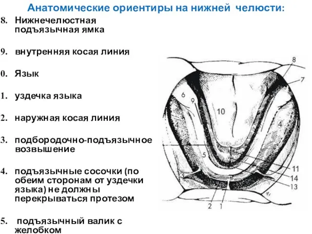 Анатомические ориентиры на нижней челюсти: Нижнечелюстная подъязычная ямка внутренняя косая линия