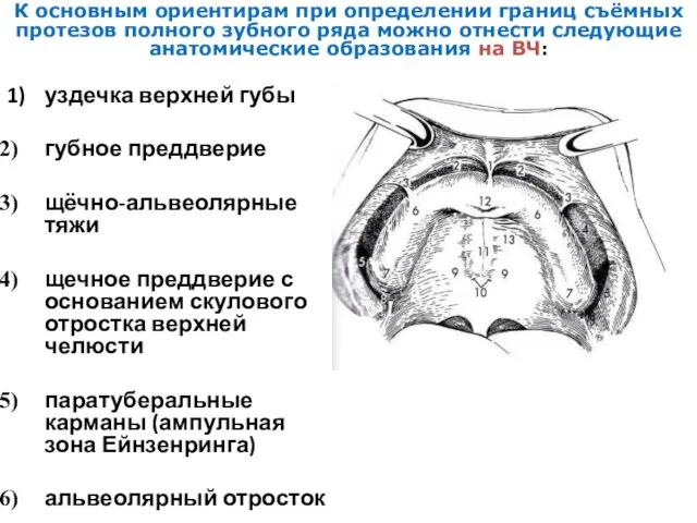 1) уздечка верхней губы губное преддверие щёчно-альвеолярные тяжи щечное преддверие с